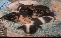 Mixed Breed dogs for sale: Miniature Jack Russell x Chihuahua Pups - Image 18