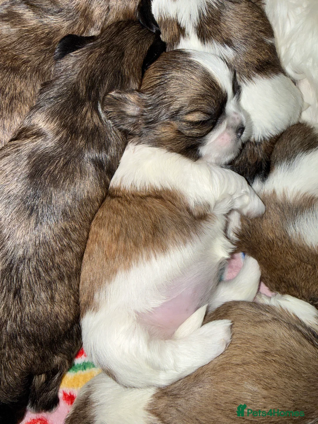 Shih Tzu dogs for sale: Shih Tzu puppies - Advert 23