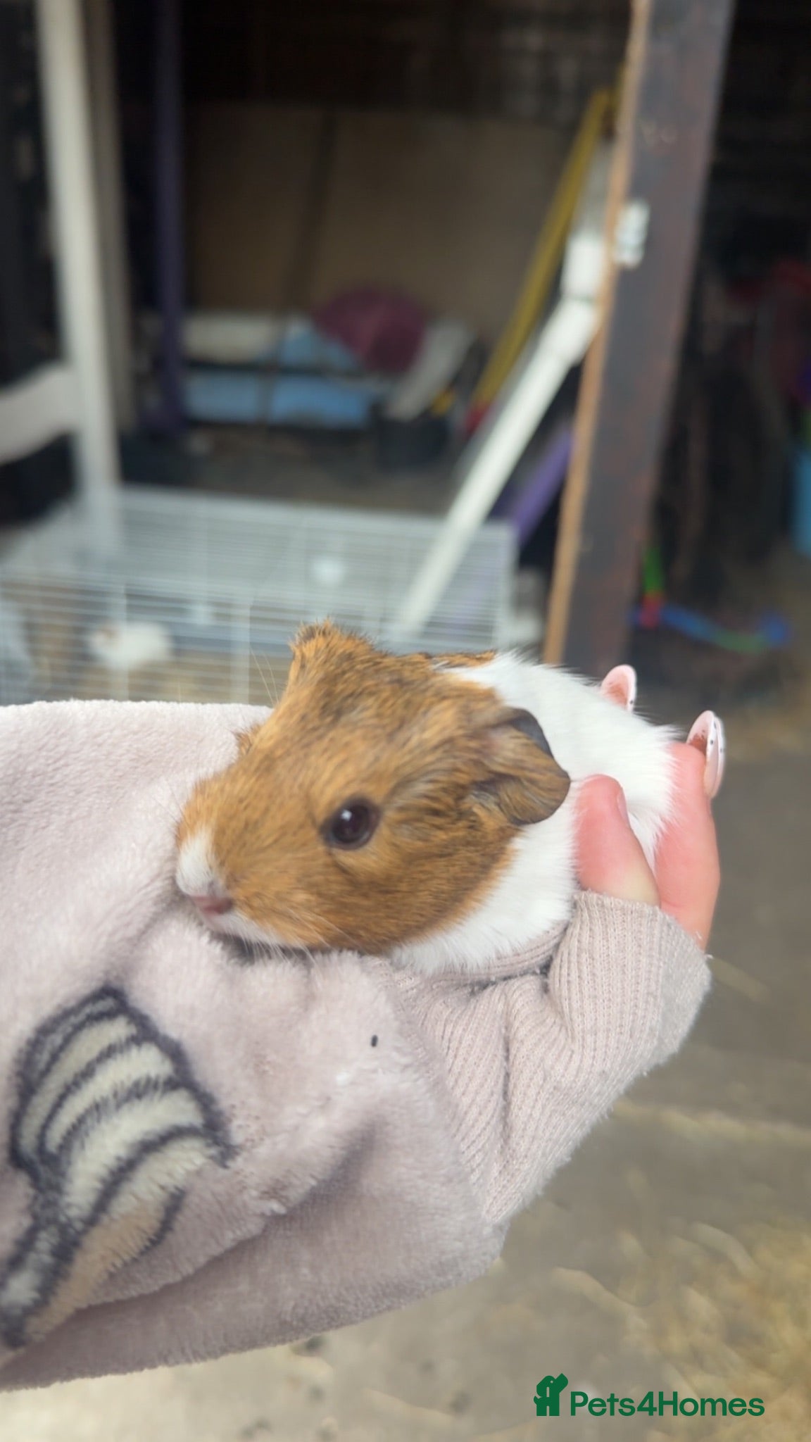 Guinea Pig rodents Wiggles!! - Advert 1