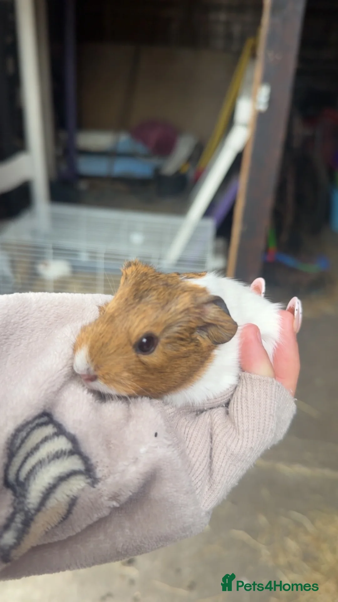 Guinea Pig rodents for sale: Wiggles!! - Advert 1