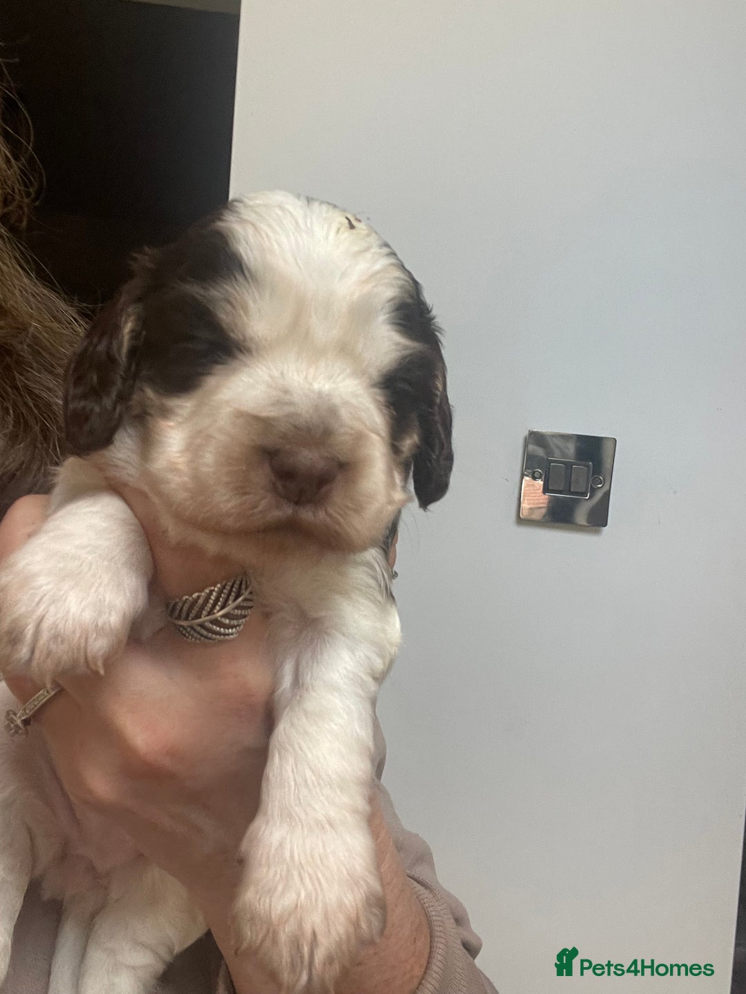 Cocker Spaniel dogs for sale: Beautiful health tested Cocker spaniel pups  - Advert 20