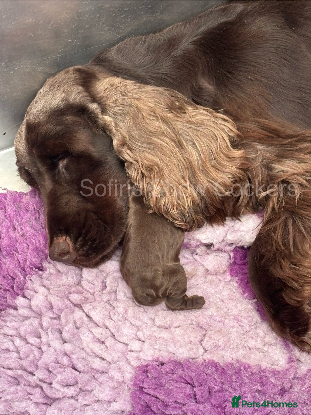 Cocker Spaniel dogs for sale: Last show boy remaining  - Image 13