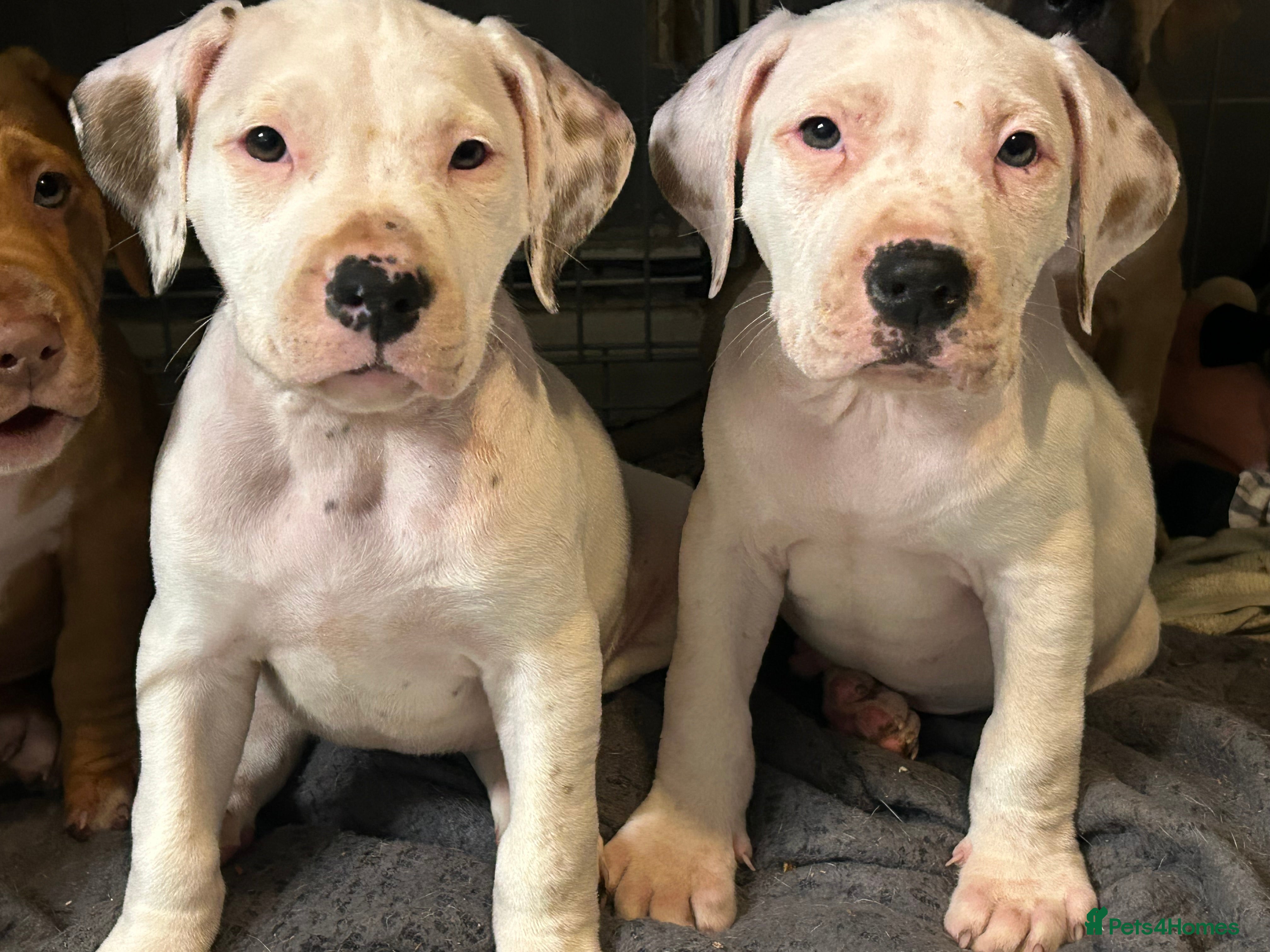 Mixed Breed dogs american bulldog cross staff - Advert 12