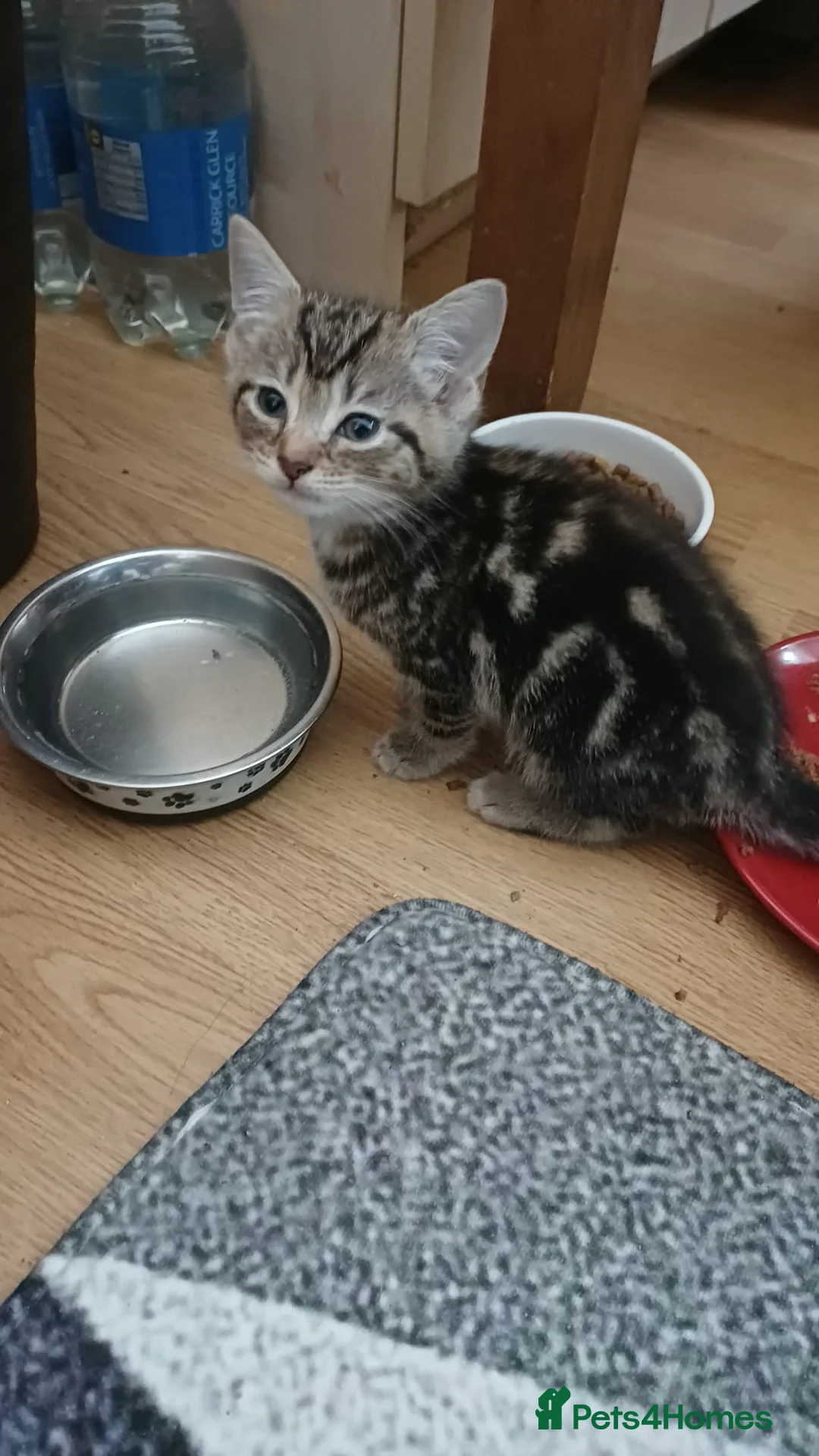 Mixed Breed cats for sale: Kittens - Advert 1