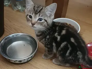 Mixed Breed cats Kittens - Advert 4