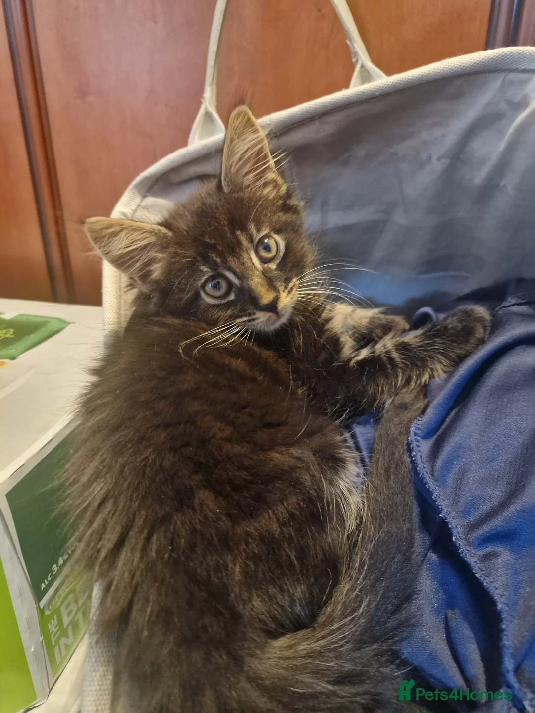 Mixed Breed cats for sale: Maine Coon mix kittens  in Heathfield - Advert 22
