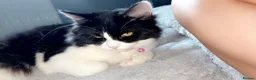 Mixed Breed cats for sale: cat for sale - Advert 5