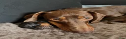 Miniature Dachshund dogs for sale: Two Miniature Dachshund Boys 🩵🐾 - Advert 5