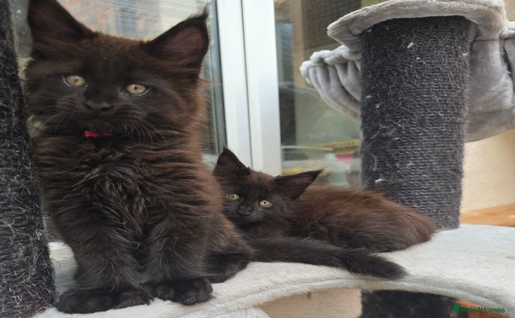 Maine Coon cats - Advert 16