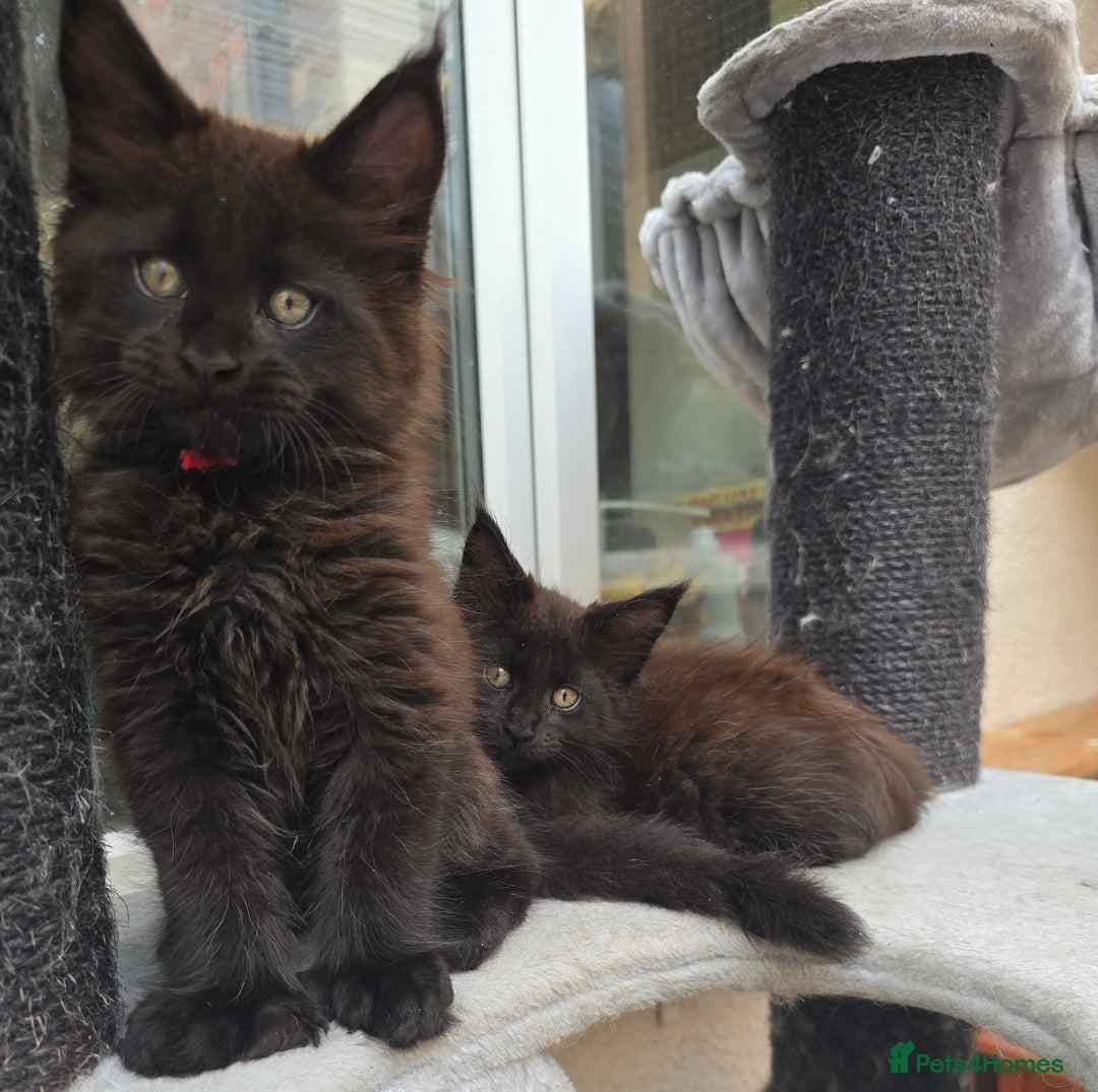 Maine Coon cats for sale: Maine Coon Kittens Polydactyl Russian line - Image 40