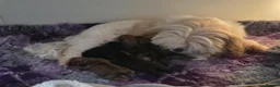 Shih Tzu dogs for sale: Beautiful Shih Tzu Puppies - Advert 3