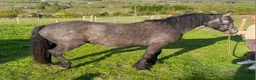 Connemara horses for sale: Class 1 to make 148cm Grey Connemara Gelding 2y - Advert 3