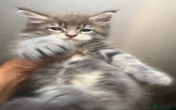 Maine Coon cats for sale: Chocolate main coons - Image 6
