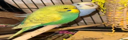 Budgerigars birds for sale: Bonded pair of 8 week old budgies  - Advert 1