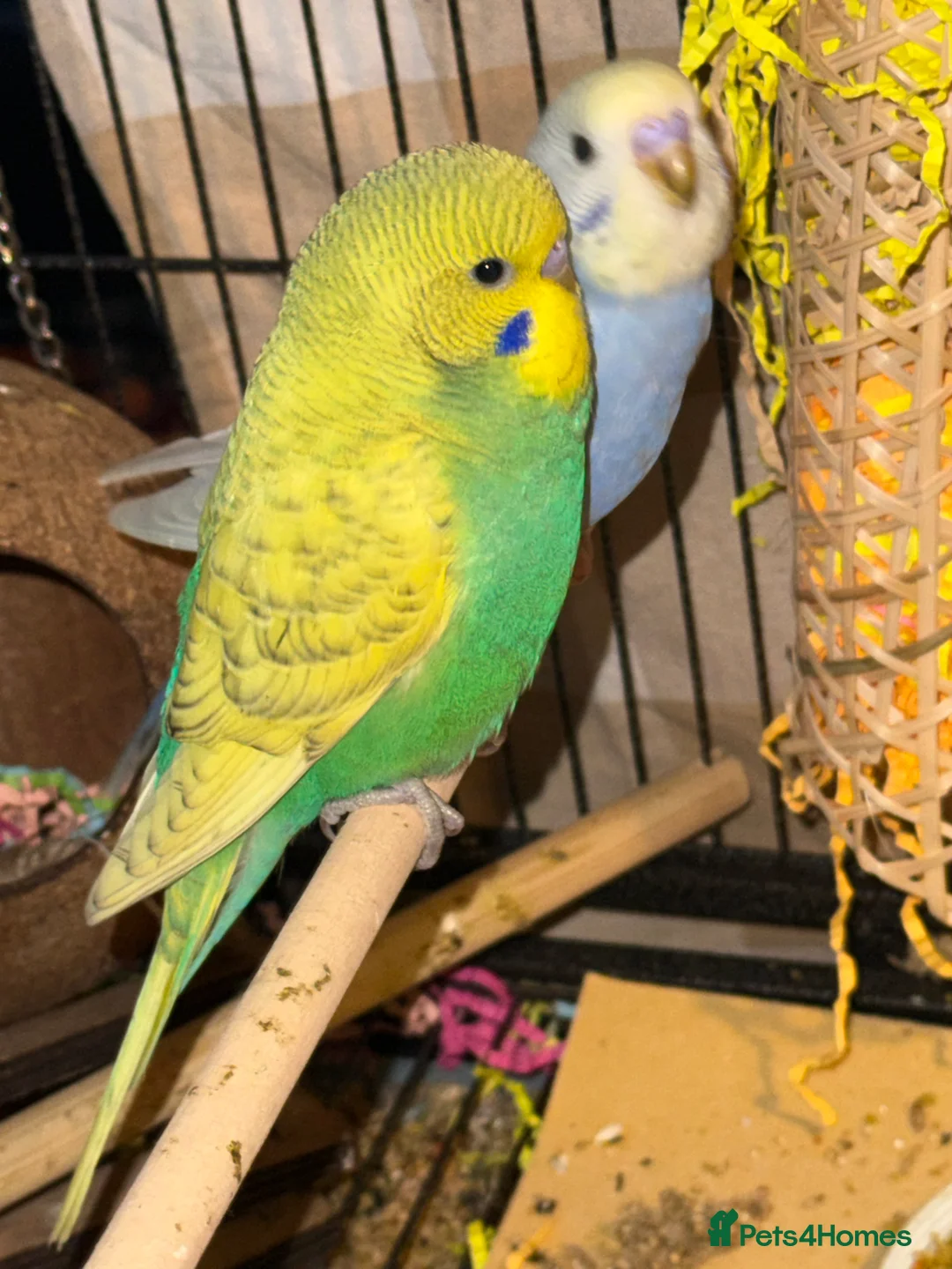 Budgerigars birds for sale: Bonded pair of 8 week old budgies  - Advert 1