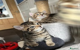 Bengal cats for sale: Bengal mix - Image 12