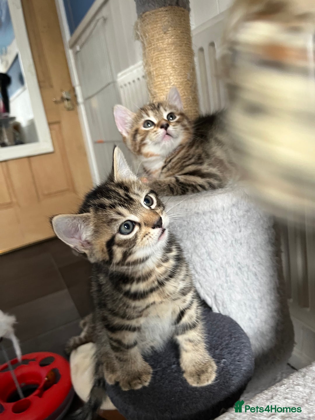 Bengal cats for sale: Bengal mix - Image 12
