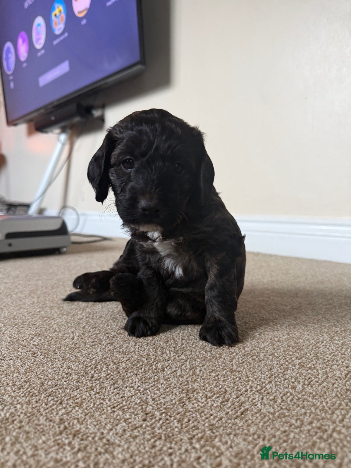 Mixed Breed dogs Beautiful Cockerpoo puppies for sale - Advert 2