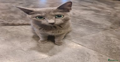 Russian Blue cats - Advert 10