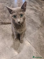 Russian Blue cats - Advert 6