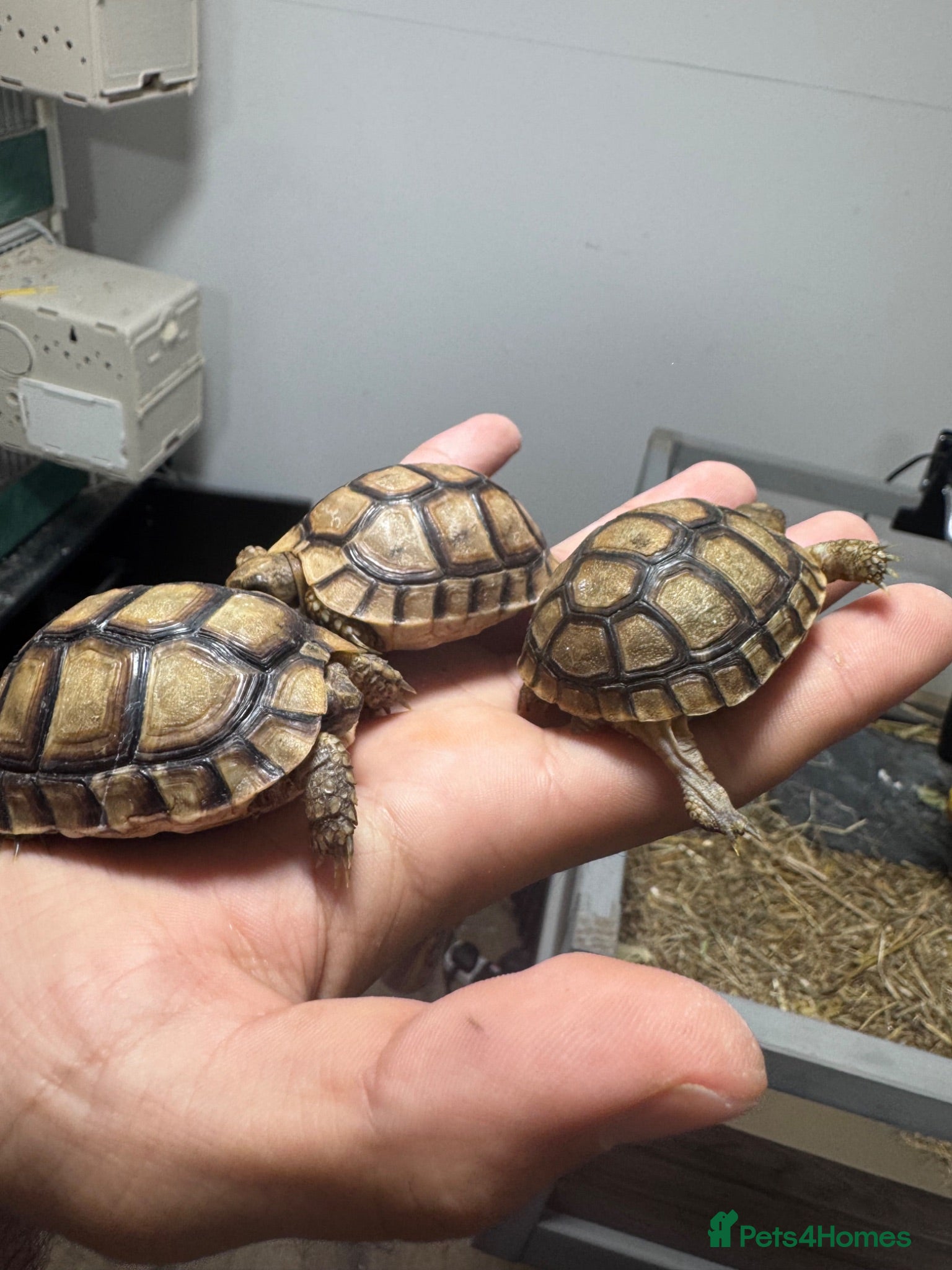 Tortoise reptiles Baby Spur-Thighed Tortoises 🐢 — 3 Available - Advert 2