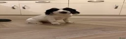 English Springer Spaniel dogs for sale: English Springer Spaniel puppies  - Advert 4