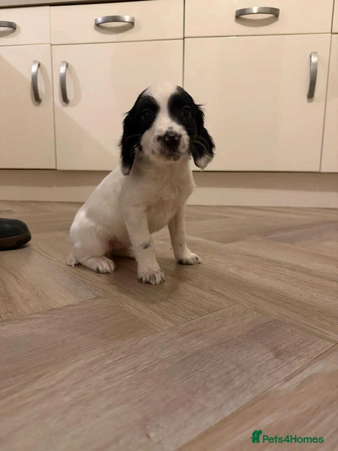 English Springer Spaniel dogs for sale: English Springer Spaniel puppies  - Advert 4