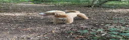 Miniature Poodle dogs for stud: 🐾 HUGO — KC REGISTERED MINIATURE POODLE STUD DOG in Stevenage - Advert 4