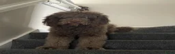 Labradoodle dogs for sale: Multi generation chocolate labradoodle puppies  - Advert 13