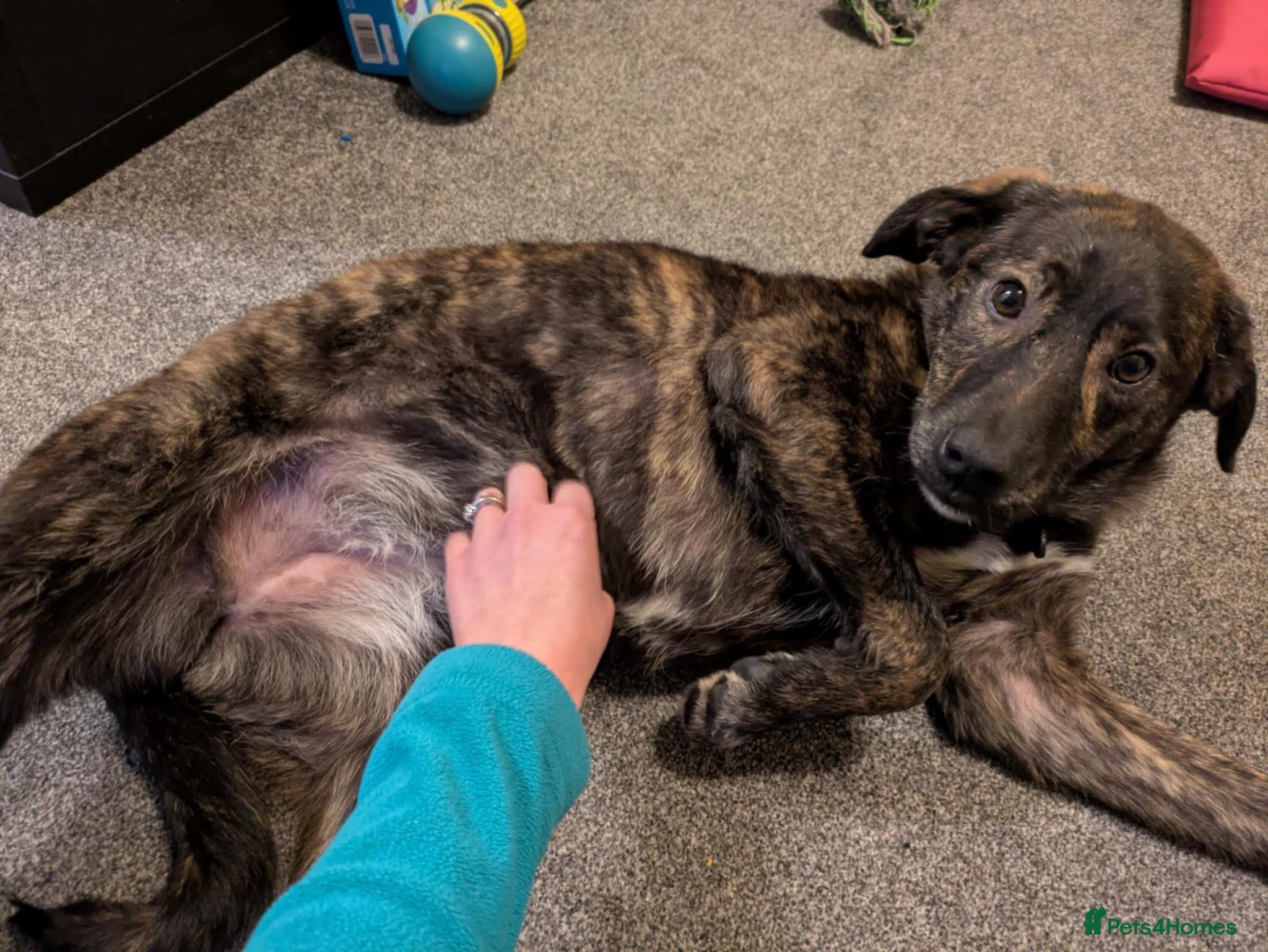 Mixed Breed dogs Aurora - Stowmarket Suffolk  - Advert 1