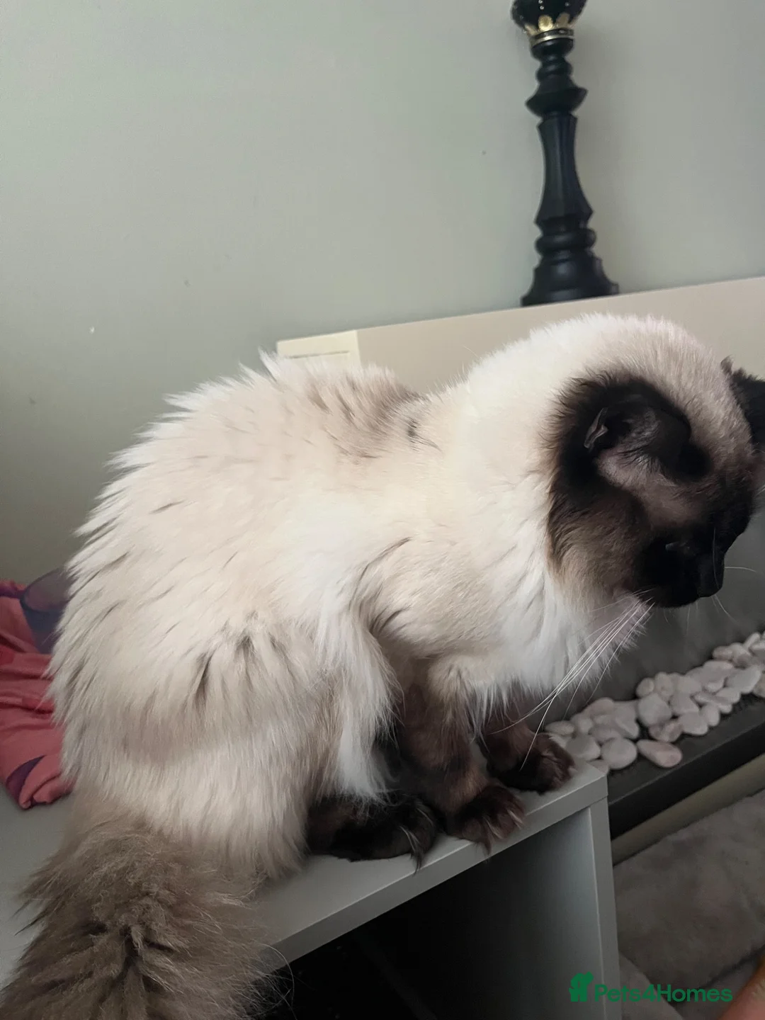 Ragdoll cats for sale: Ragdoll - Advert 2