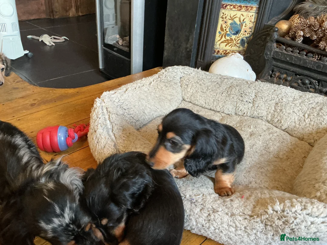 Miniature Dachshund dogs for sale: KC reg mini longhaired dachshund pups 1 girl2xboys - Advert 15