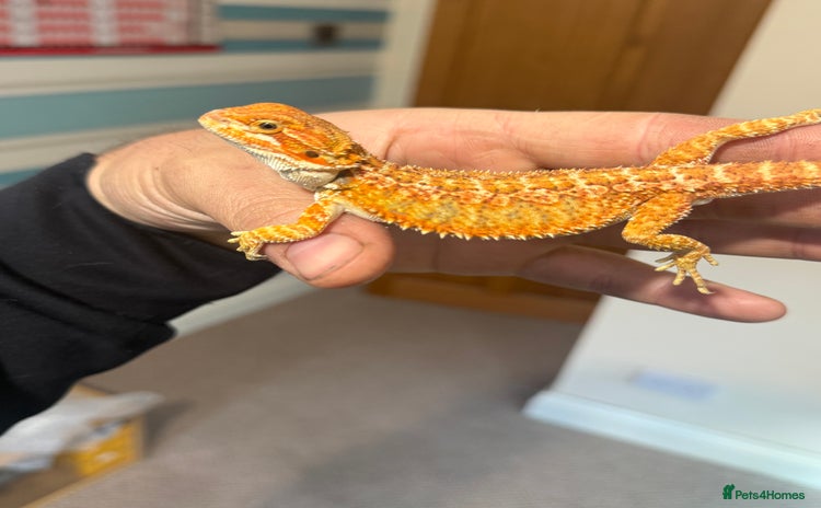 Bearded Dragon reptiles - Advert 11