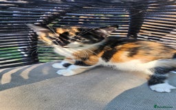 Persian cats for sale: Very beatifull mix breed/Persian kittens  - Image 1