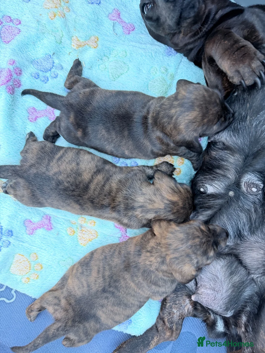 Miniature Dachshund dogs for sale: Beautiful brindle mini dachshunds  - Advert 2