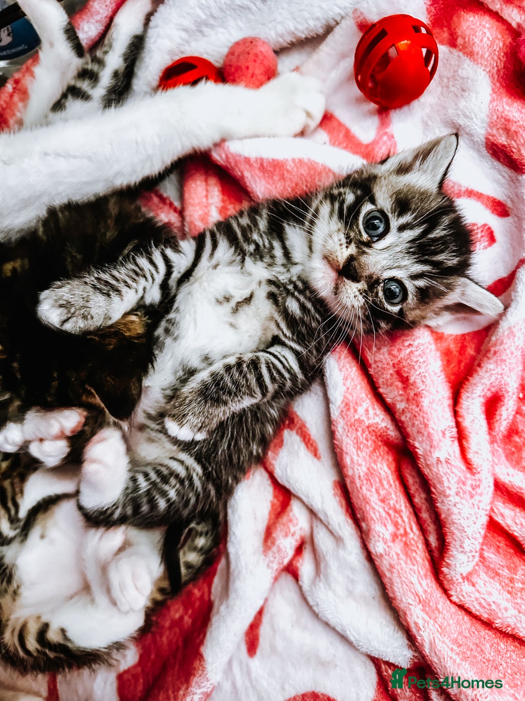 Mixed Breed cats for sale: 4 Gorgeous Tabby Kittens  - Image 5