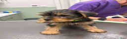 Yorkshire Terrier dogs for sale: Yorkshire terrier puppies  - Advert 7