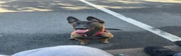 Belgian Shepherd Dog dogs for sale: 4 Month old Belgian Malinois in Telford - Advert 3