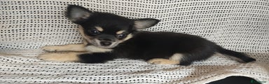 Chihuahua Puppy 7 Emimem