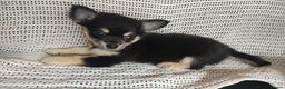 Chihuahua dogs for sale: Adorable Loving hand reared ready now Chihuahuas - Advert 16