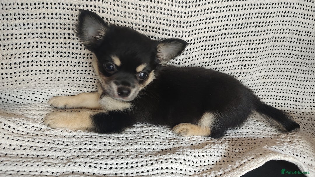 Chihuahua dogs for sale: Adorable Loving hand reared ready now Chihuahuas - Image 28