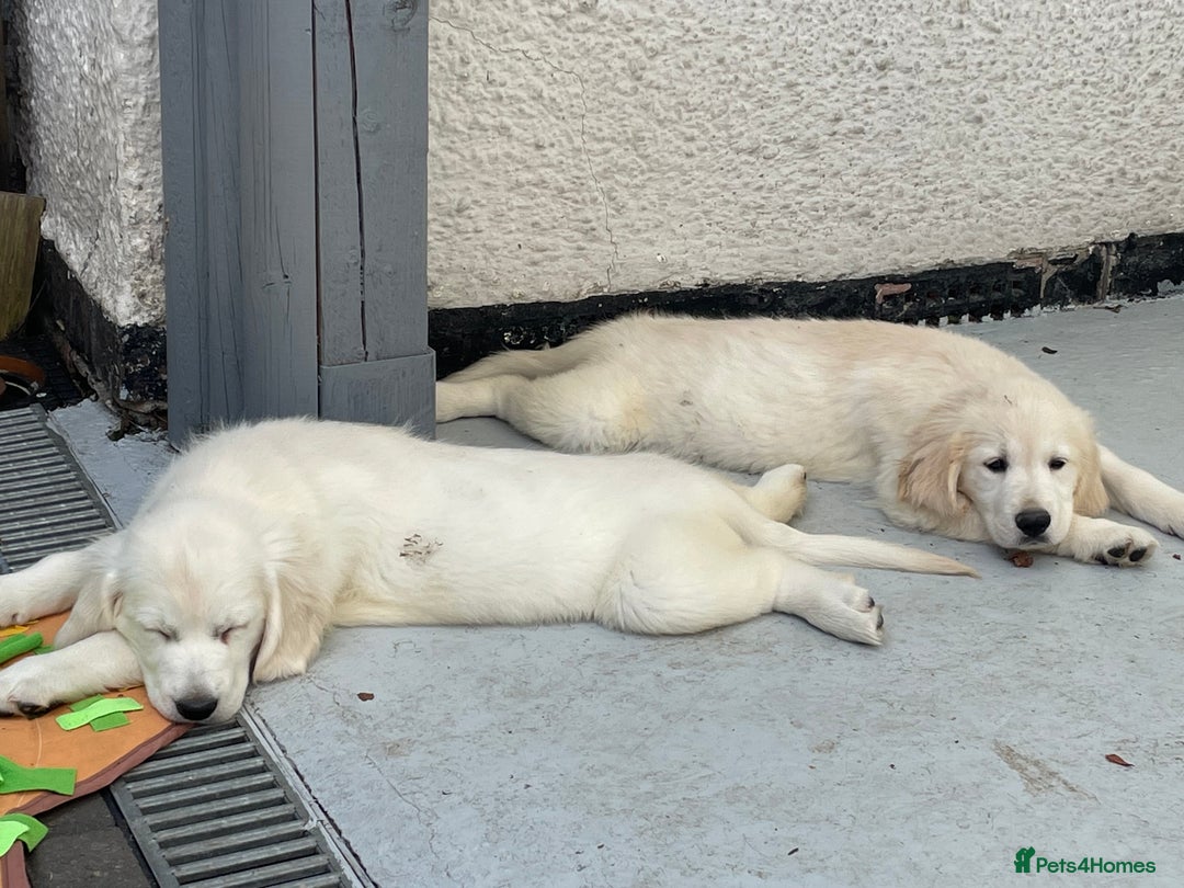Golden Retriever dogs for sale: Top Class KC registered Golden Retrievers  - Advert 19