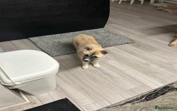 Mixed Breed dogs for sale: Half Japanese Half American Akita - Image 6