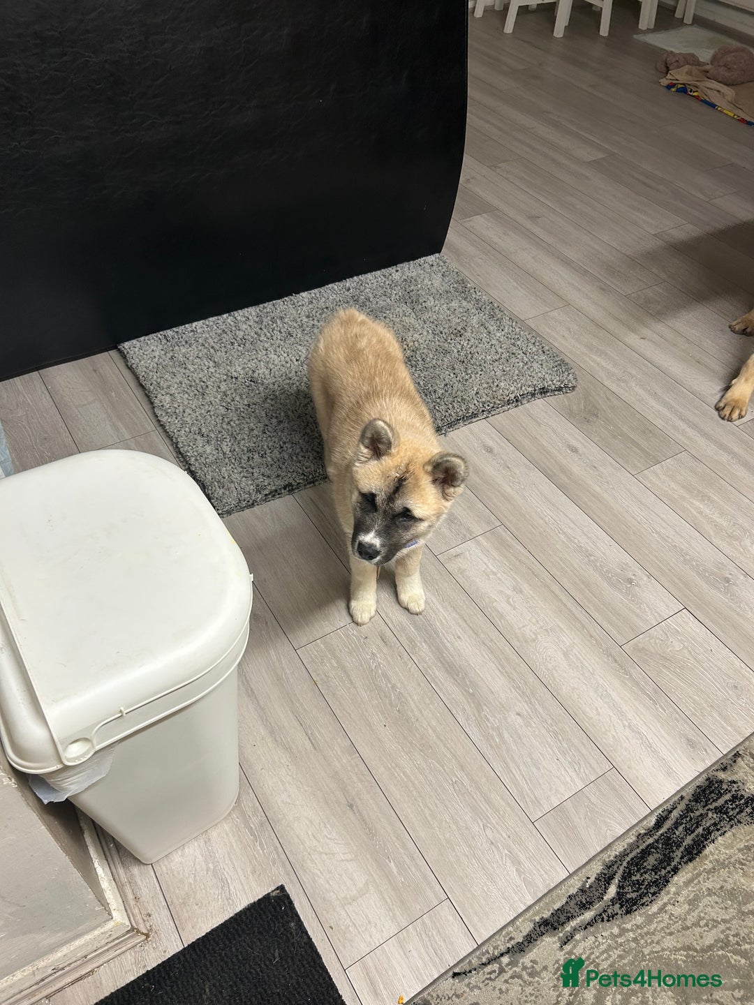 Mixed Breed dogs for sale: Half Japanese Half American Akita - Image 6