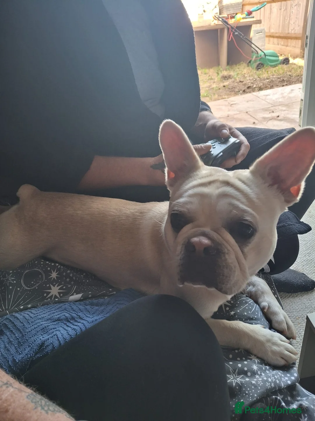 French Bulldog dogs for sale: Enzo. in Loughborough - Advert 4