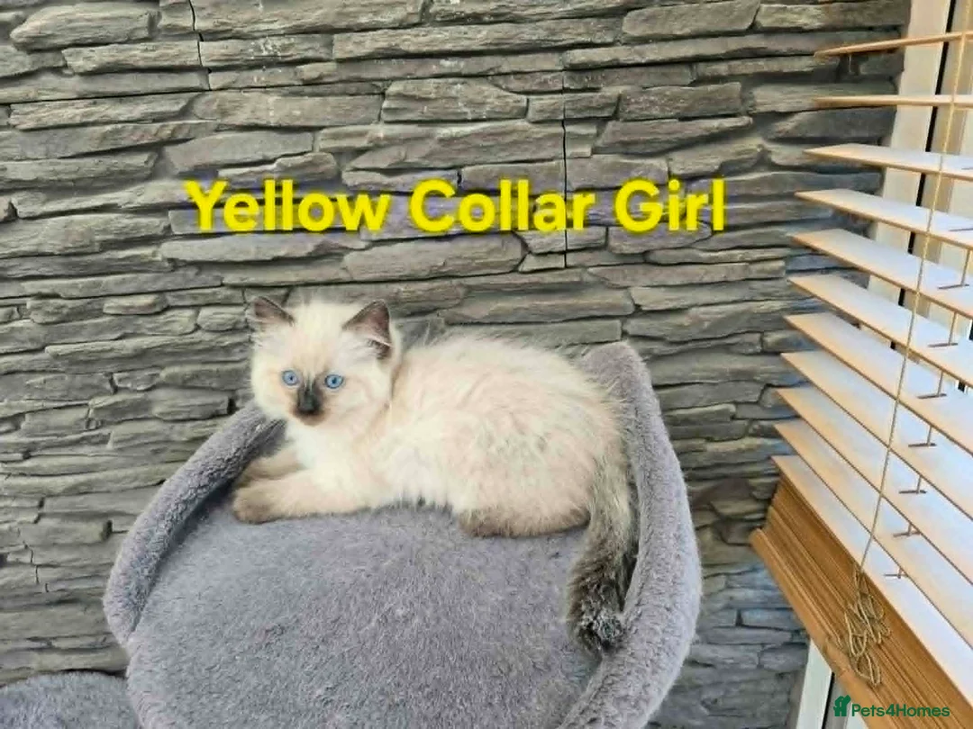 Ragdoll cats for sale: Beautiful Ragdoll kittens - Advert 1
