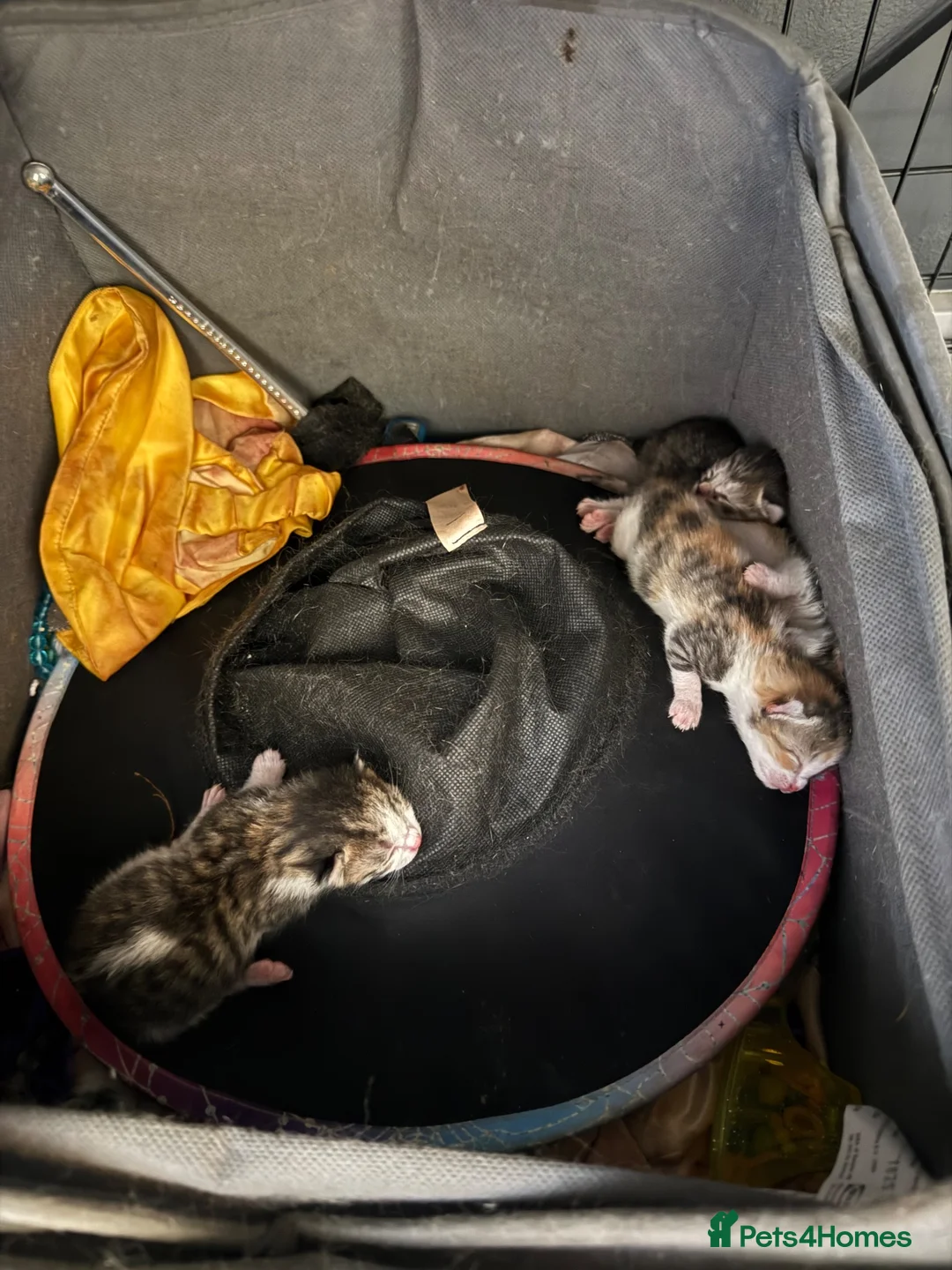 American Shorthair cats for sale: 4 kittens - Advert 10