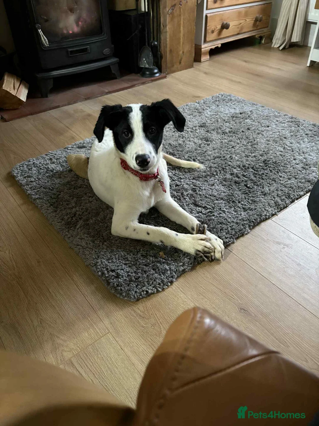 Mixed Breed dogs for adoption: Rupert Duffy, gorgeous 5 mth old Lab cross Pointer - Advert 1