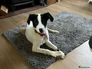 Mixed Breed dogs Rupert Duffy, gorgeous 5 mth old Lab cross Pointer - Advert 2