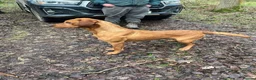Labrador Retriever dogs for sale: Well Bred Working Labradors - Advert 7